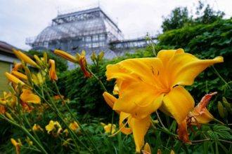Сразу две новости от сада: лилии и лилейники сейчас в полном цвету и источают сказочные ароматы. Прийти посмотреть на красоту можно в любое время. Чего не скажешь про Ботанический музей – в ближайшие выходные он примет посетителей последний раз.