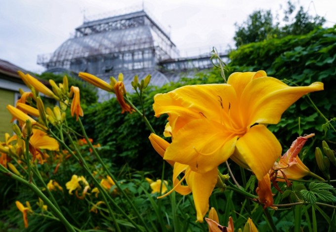 Сразу две новости от сада: лилии и лилейники сейчас в полном цвету и источают сказочные ароматы. Прийти посмотреть на красоту можно в любое время. Чего не скажешь про Ботанический музей – в ближайшие выходные он примет посетителей последний раз.