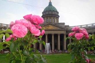 С 2008 года в городе начали активно сажать кустовые розы. Теперь миллион этих роскошных и благородных цветов украшает улицы и площади Петербурга.