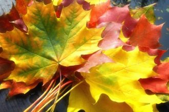 Петербуржцев ждут тысячи кленовых листьев, прекрасные осенние венки, веселье, угощения, осенние икебаны из золотистых листьев, а также увлекательный квест для детей. Мероприятие состоится 9 октября в Ботаническом саду.
