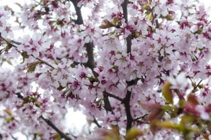 Нежное цветение сакуры в Ботаническом саду в 2018 году можно наблюдать в начале мая. Сфотографироваться или просто посмотреть на цветущие деревья в Ботанический сад всегда собирается много людей.