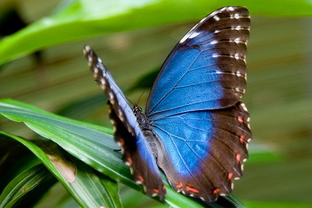 Бабочки в спб живые. Музей живых бабочек «тропический рай». Райские бабочки. Бабочки амазонки. Живые бабочки.